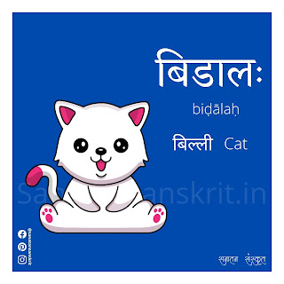 Cat (बिल्ली) in Sanskrit