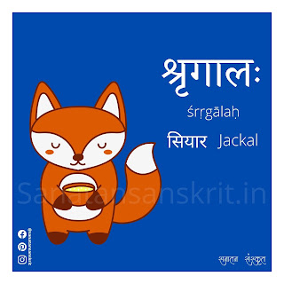Jackal (सियार) in Sanskrit
