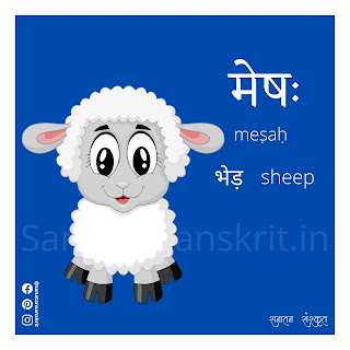 Sheep (भेड़) in Sanskrit