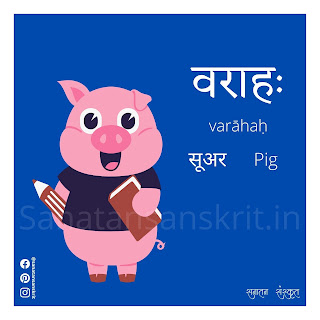 Pig (सूअर) in Sanskrit