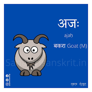 Goat (बकरा) in Sanskrit